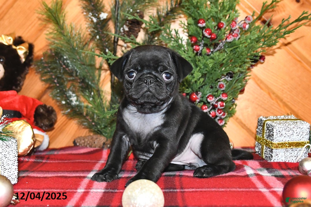 Pug dogs for sale: Holly - Ad 1