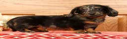 Miniature Dachshund dogs for sale: Tinker - Ad 1