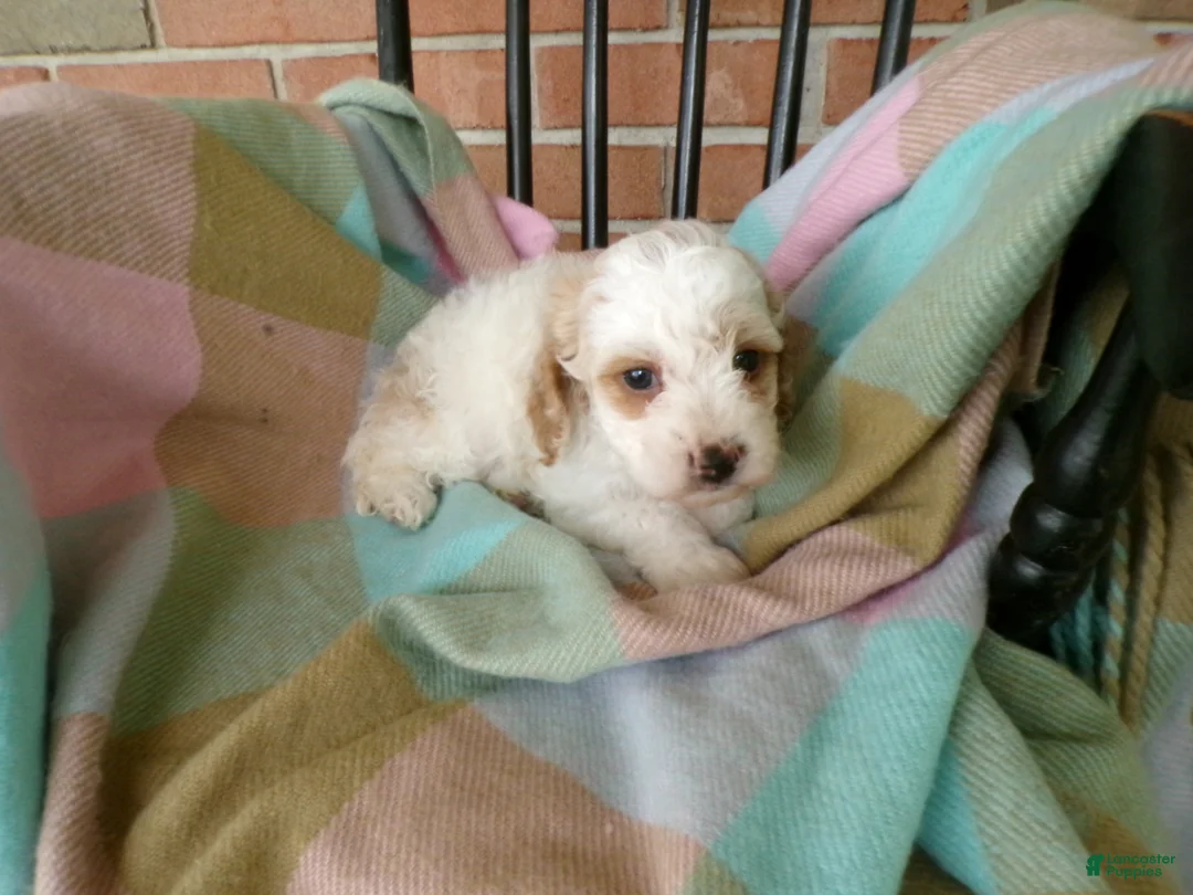 Cockapoo dogs for sale: Callie - Ad 4