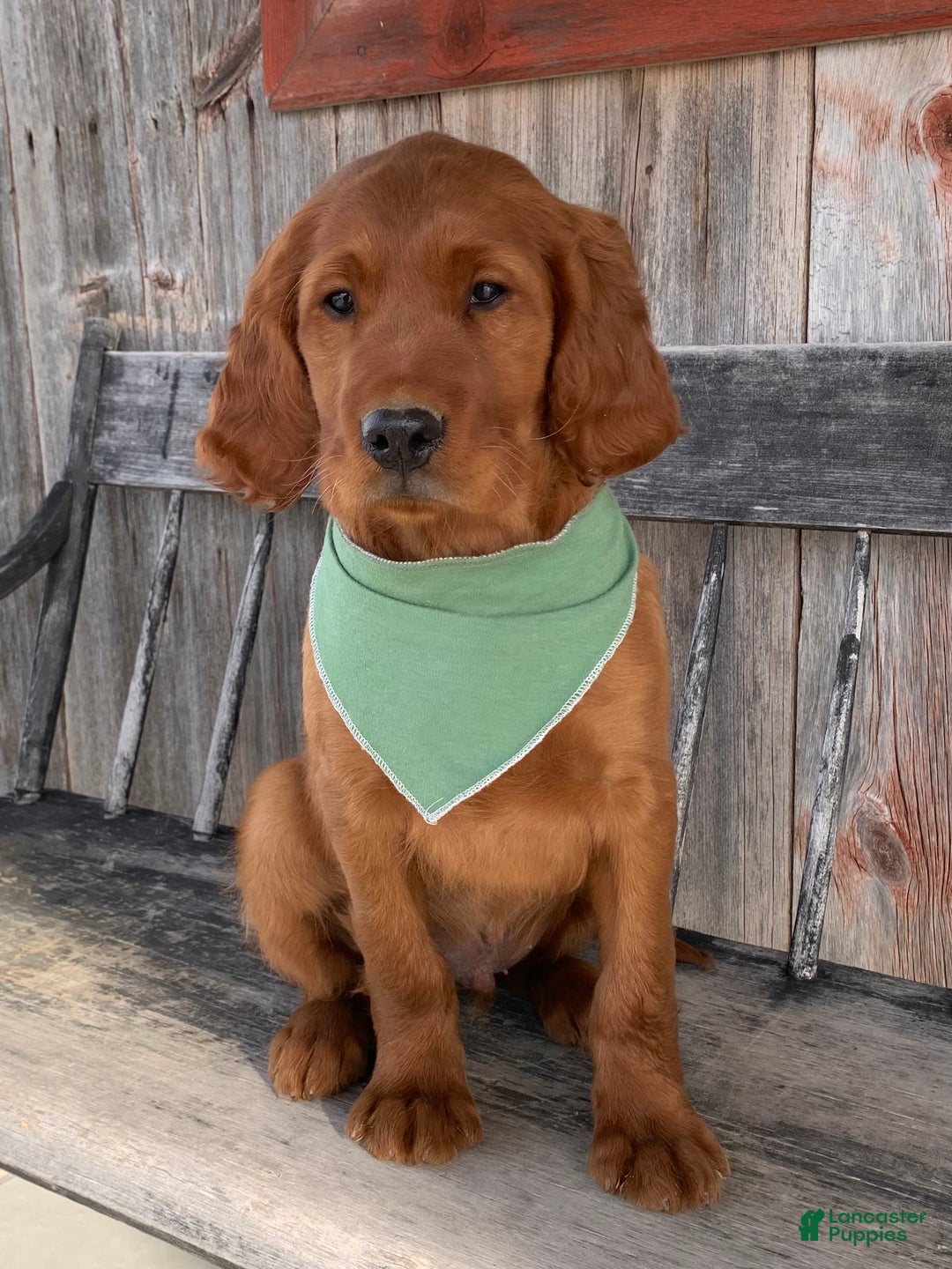 Irish Setter dogs for sale: Murphy - Ad 14