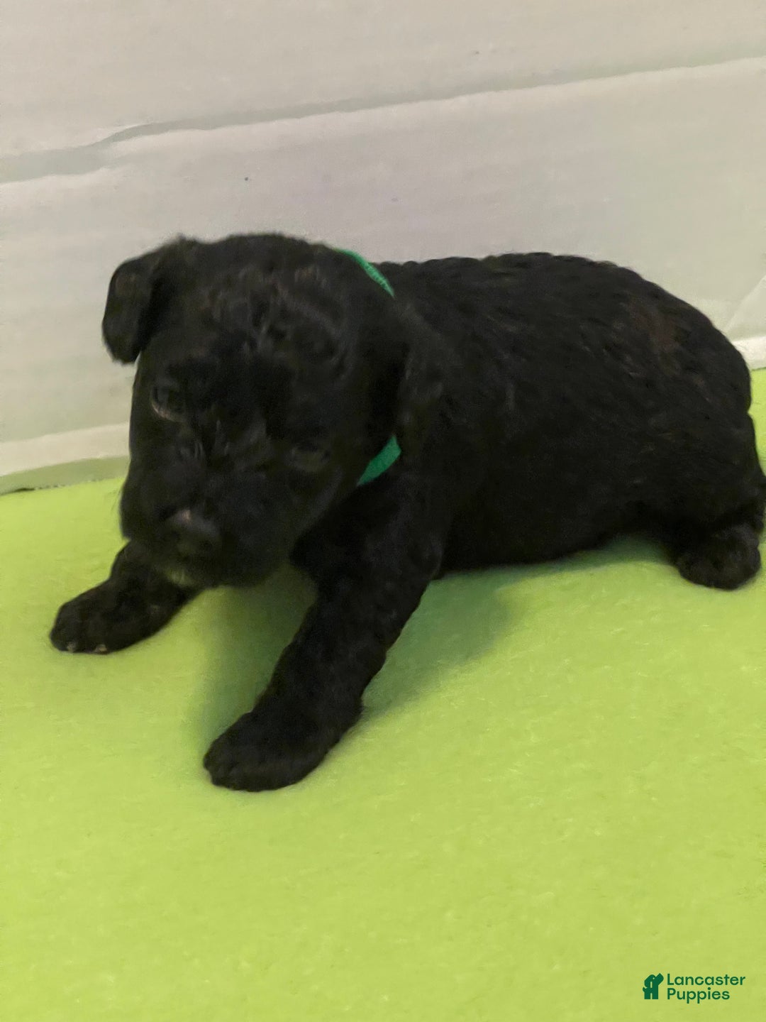 Goldendoodle dogs for sale: Goldendoodle Puppy 4 - Ad 2