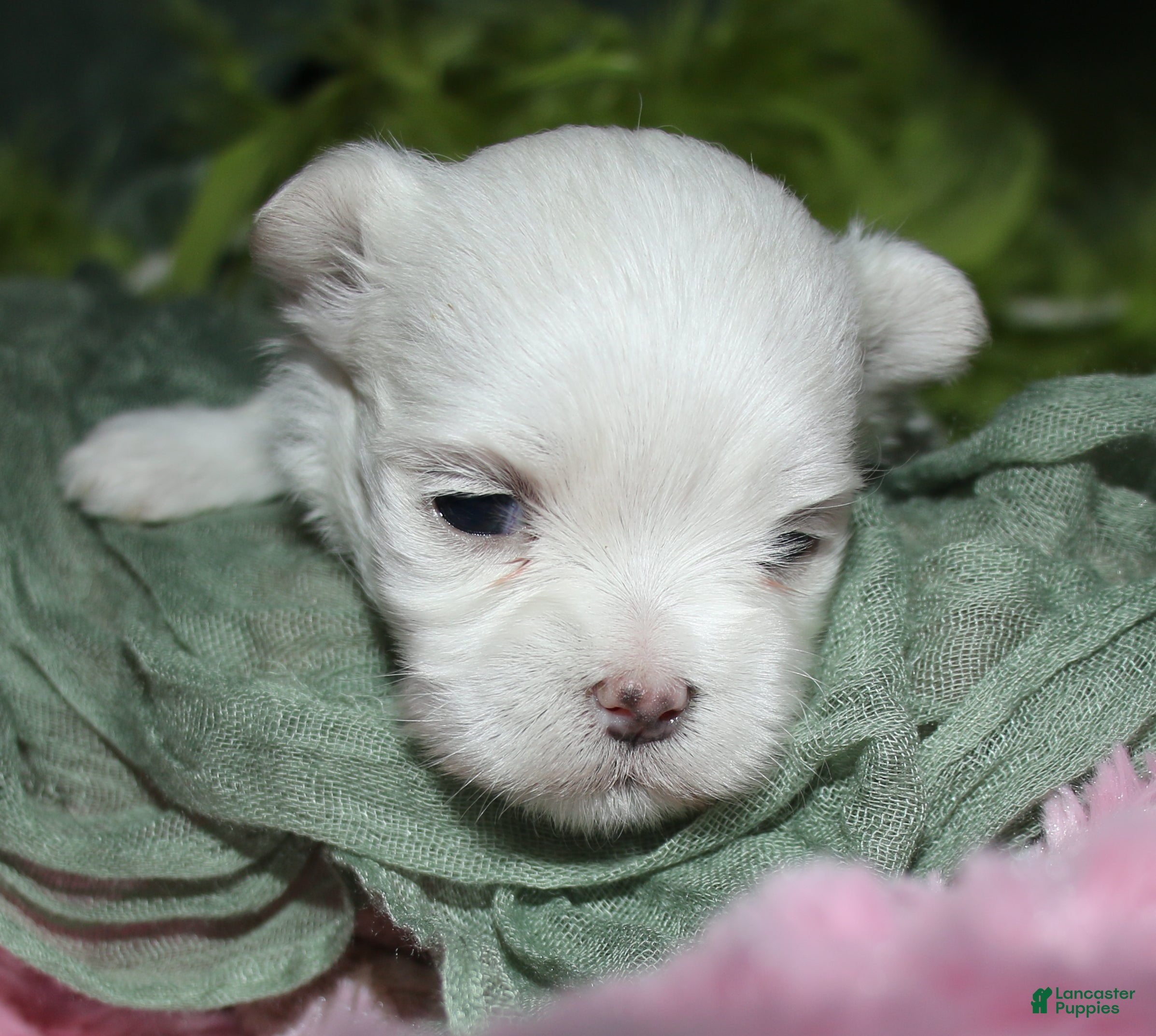 Maltese dogs for sale: Myrtle - Ad 4