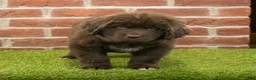 Newfoundland dogs for sale: Jackson - Ad 4