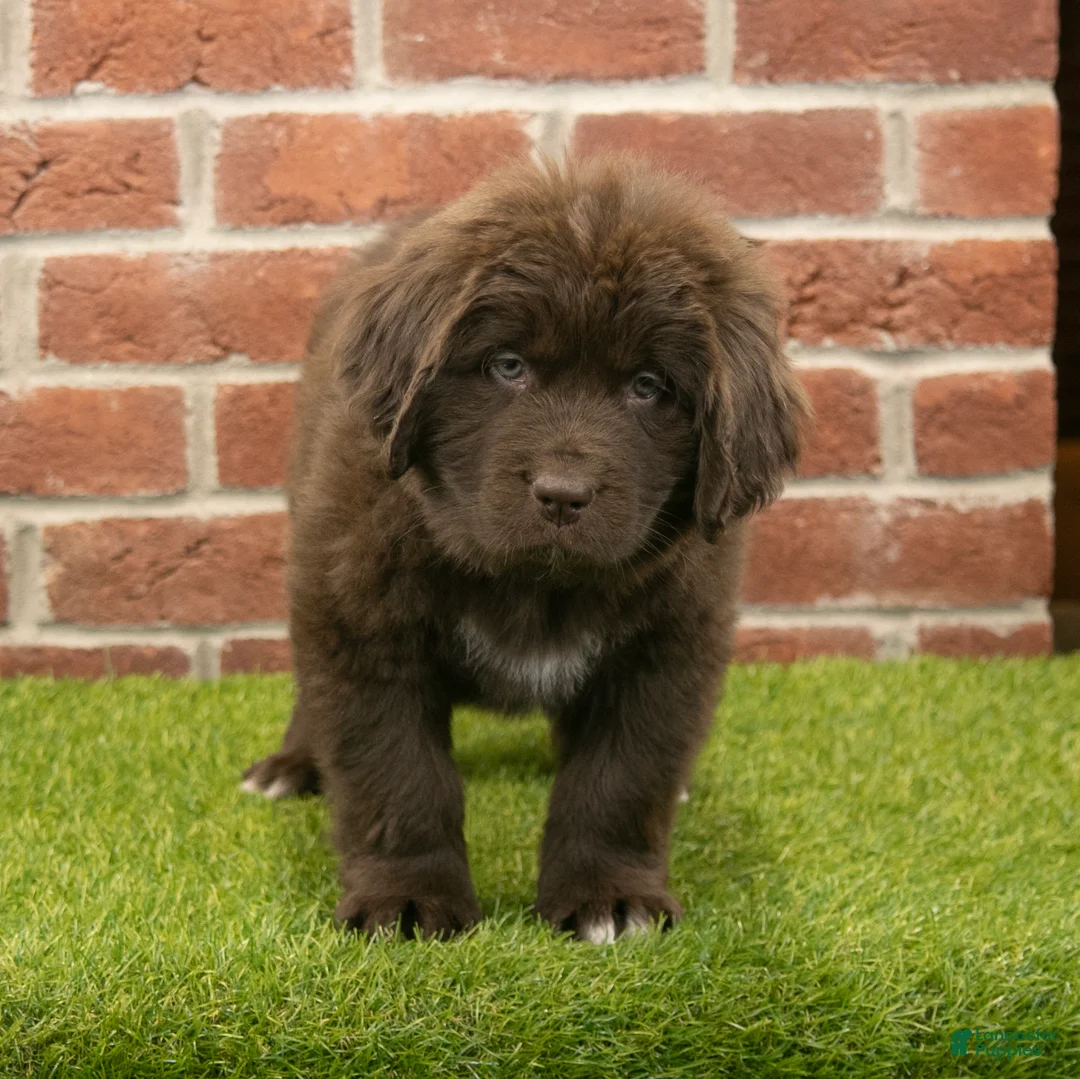 Newfoundland dogs for sale: Jackson - Ad 4