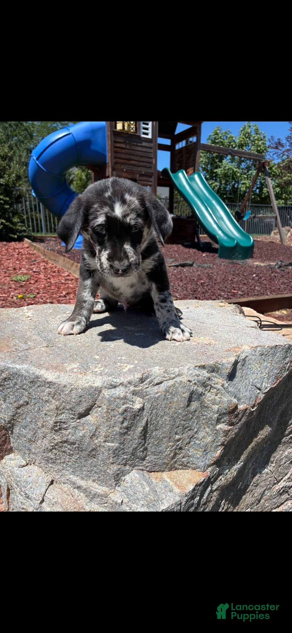 Mixed Breed dogs Bandit - Ad 37