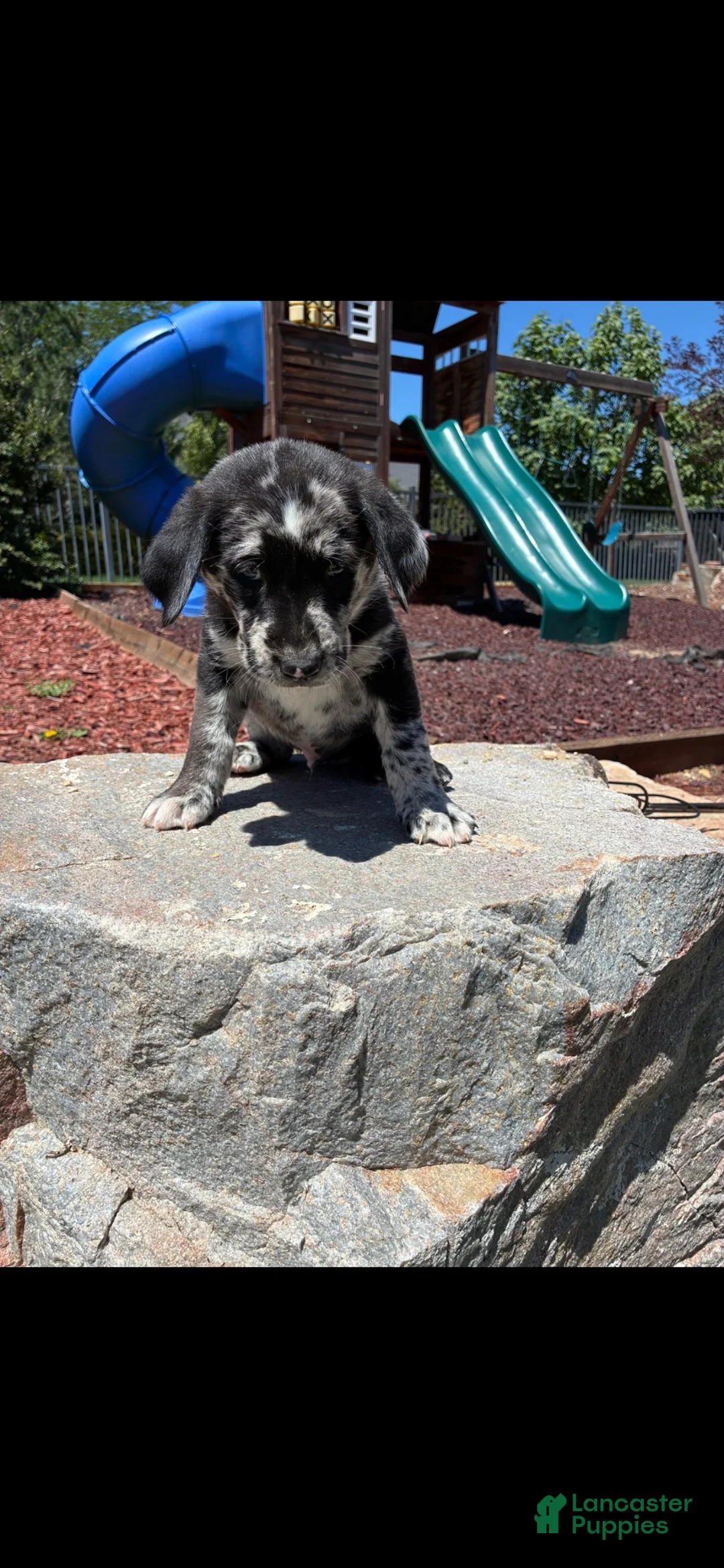 Mixed Breed dogs for sale: Bandit - Ad 1