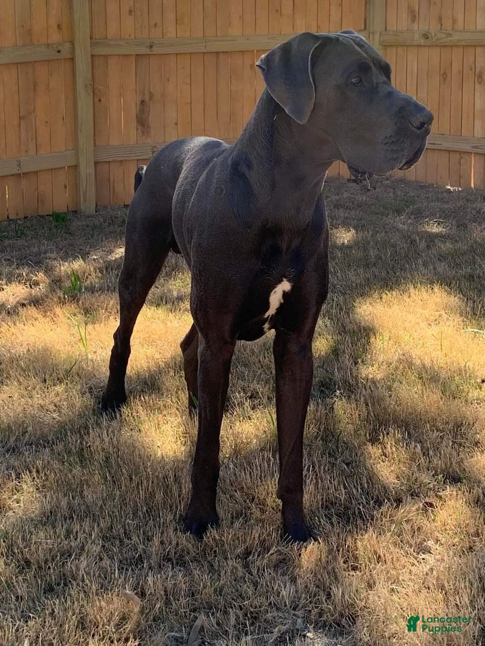 Carbon Creed’s Apollo The Great