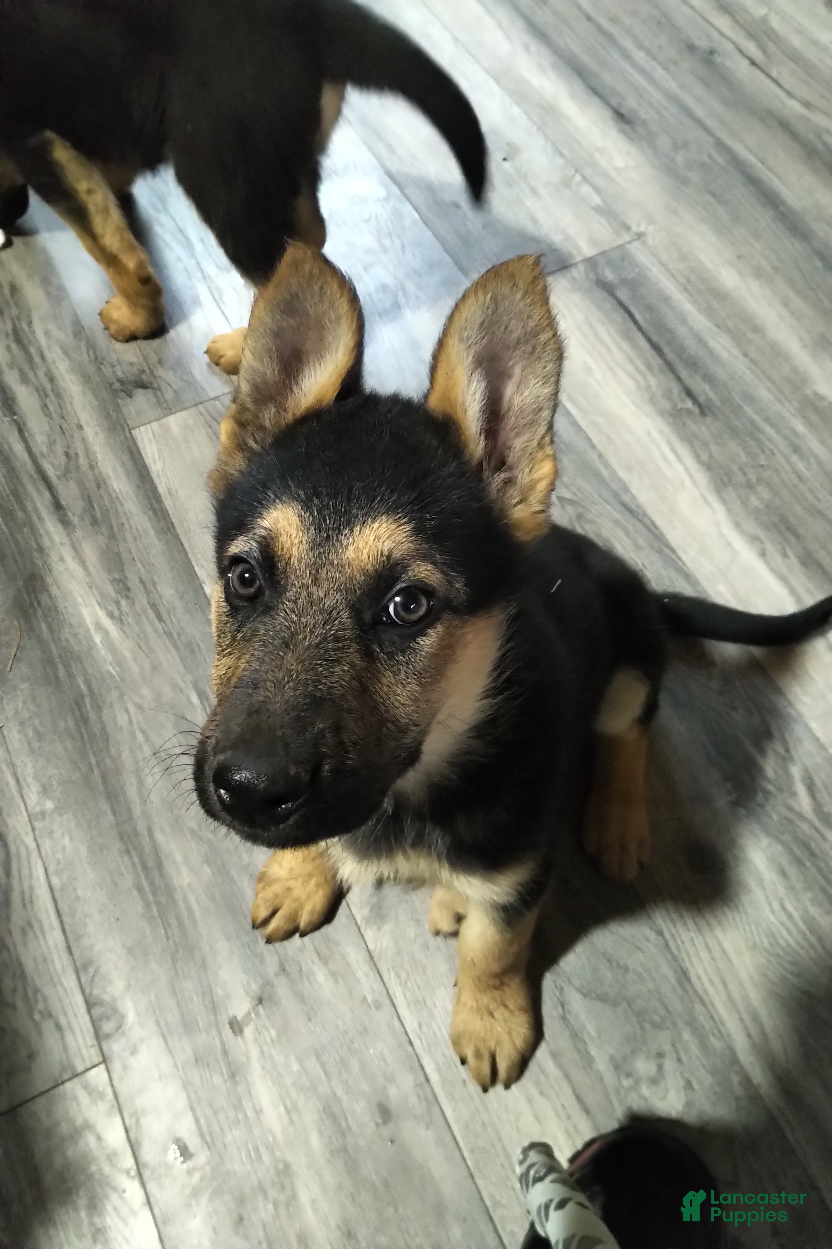 German Shepherd dogs German Shepherd Puppy 1 - Ad 1