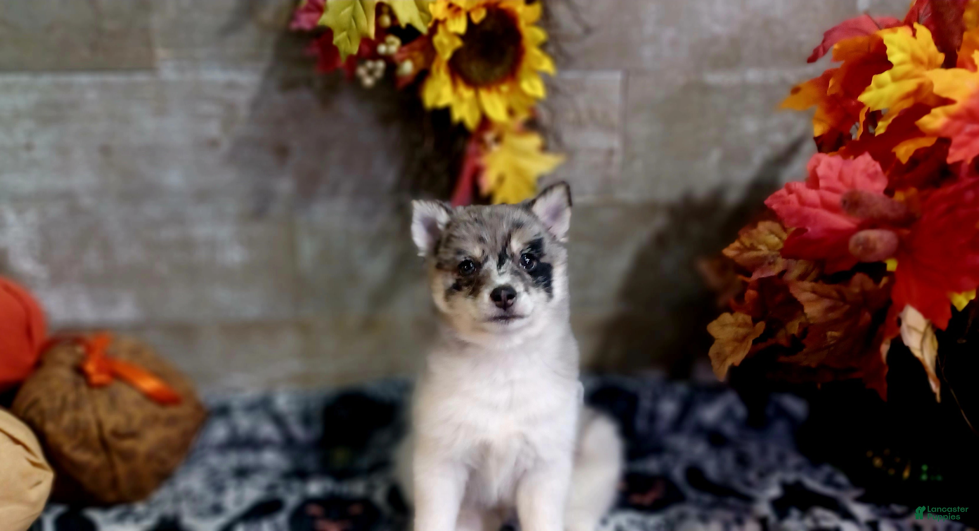 Pomsky dogs for sale: Nita - Ad 24