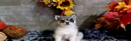 Pomsky dogs for sale: Nita - Ad 1