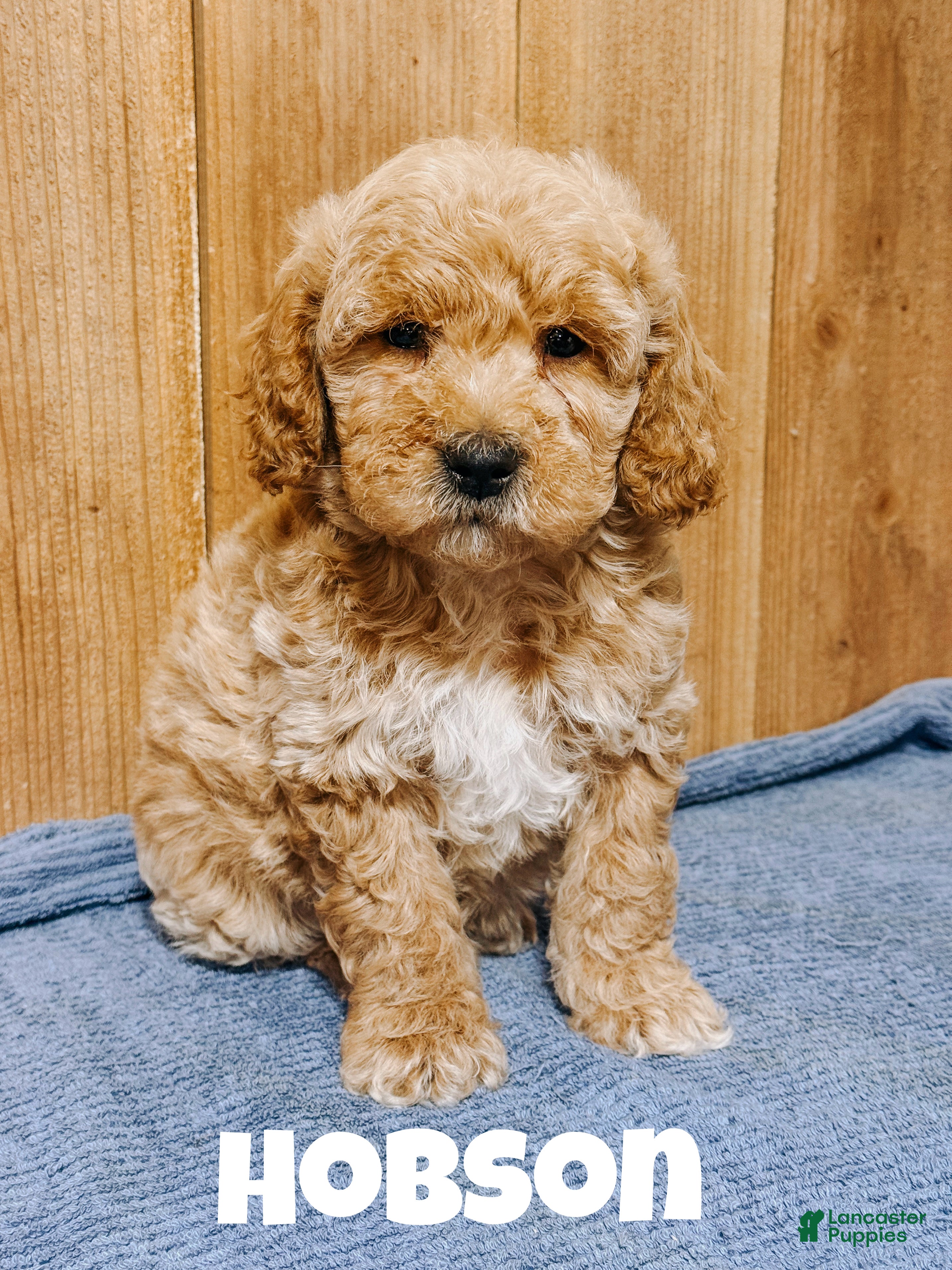 Mini Goldendoodle dogs Hobson, F1b Mini Goldendoodle - Ad 41