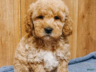Mini Goldendoodle dogs Hobson, F1b Mini Goldendoodle - Ad 29