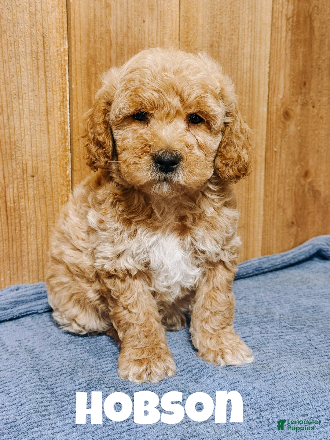Mini Goldendoodle dogs for sale: Hobson, F1b Mini Goldendoodle - Ad 1
