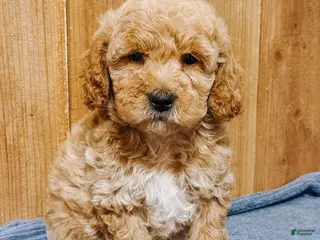 Mini Goldendoodle dogs Hobson, F1b Mini Goldendoodle - Ad 29