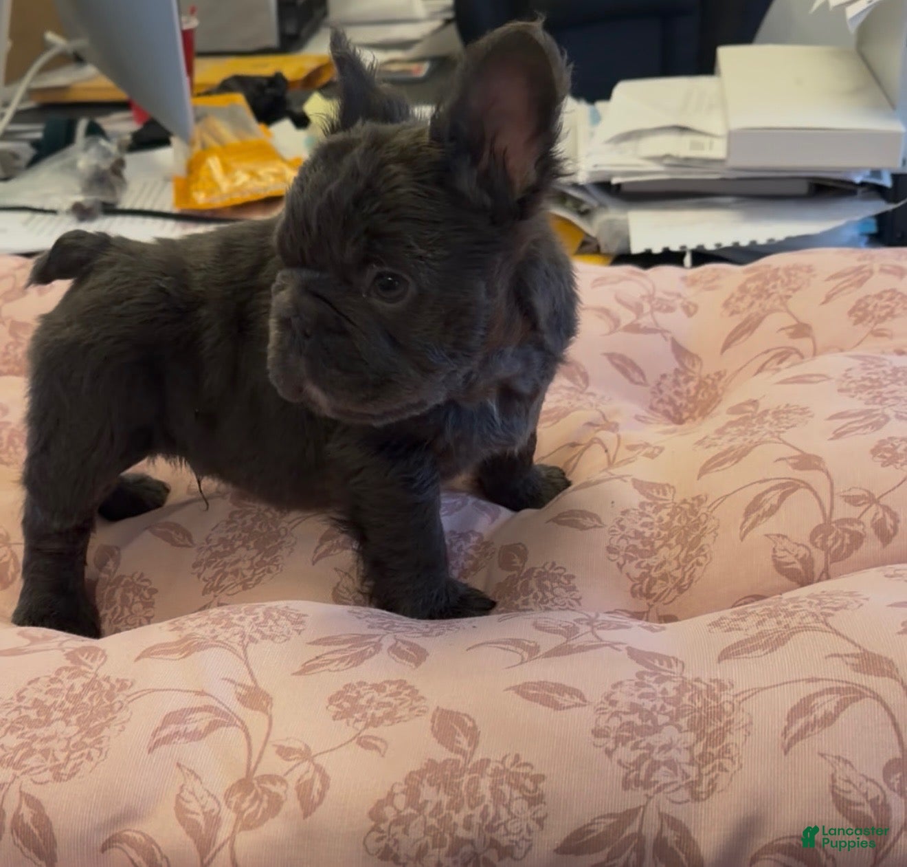 French Bulldog dogs French Bulldog Puppy 2 - Ad 14