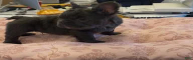 French Bulldog Puppy 2