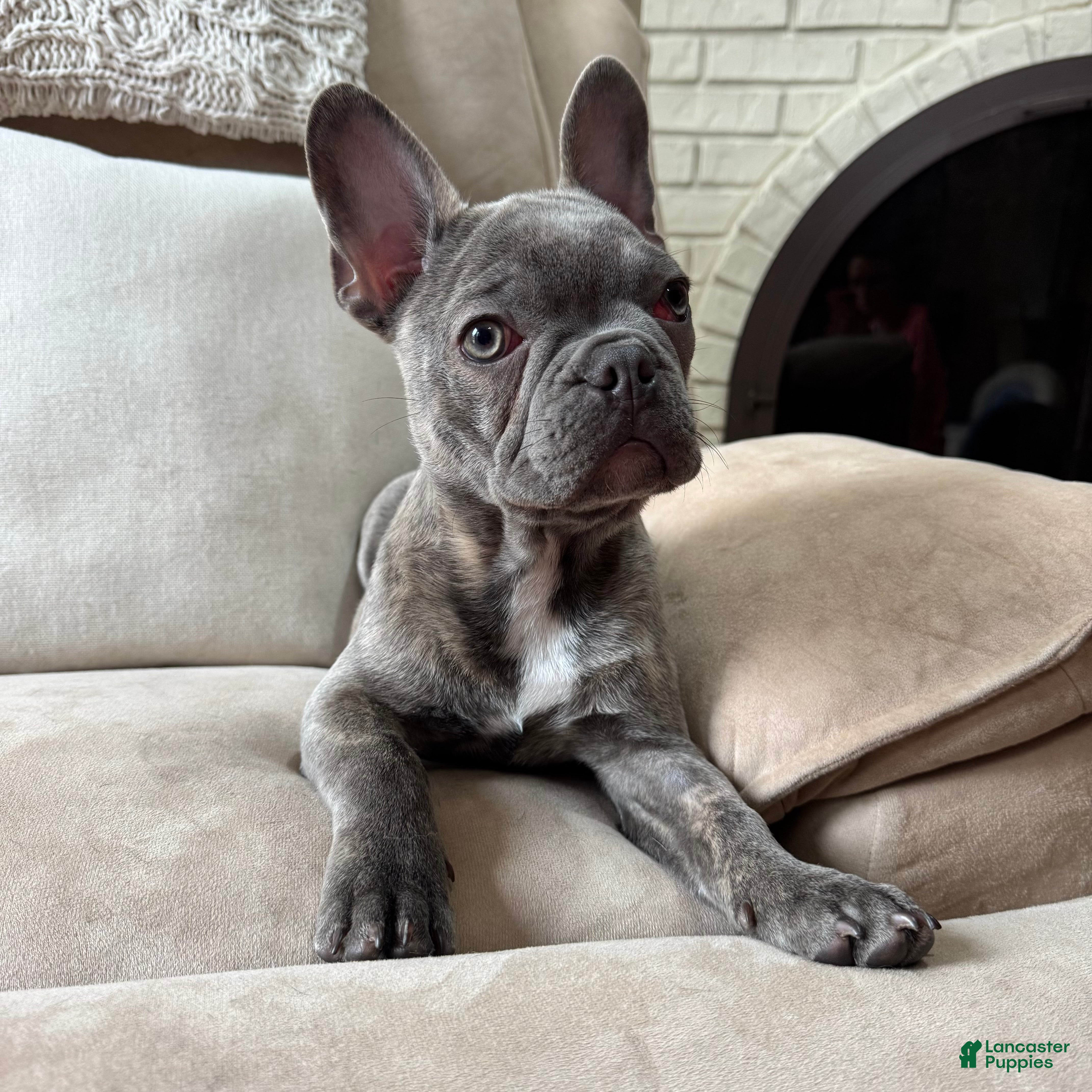 French Bulldog dogs Male French bulldog puppy - Ad 1