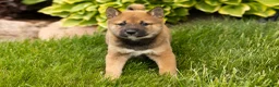 Shiba Inu dogs for sale: Jocelyn  - Ad 3