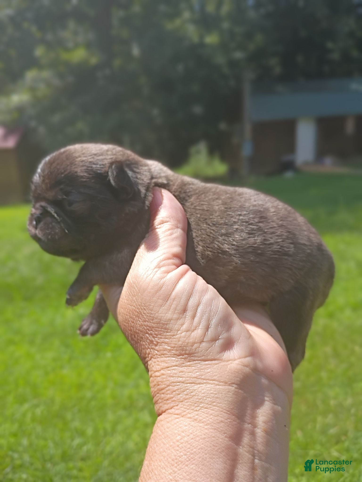 Pug dogs Megatron  - Ad 1