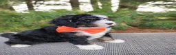 Bernedoodle dogs for sale: Zeke - Ad 3