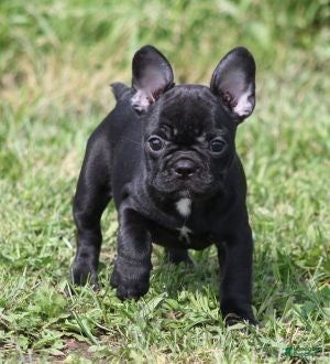 French Bulldog dogs IVY - FEMAL - Ad 39