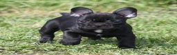 French Bulldog dogs for sale: IVY - FEMAL - Ad 1