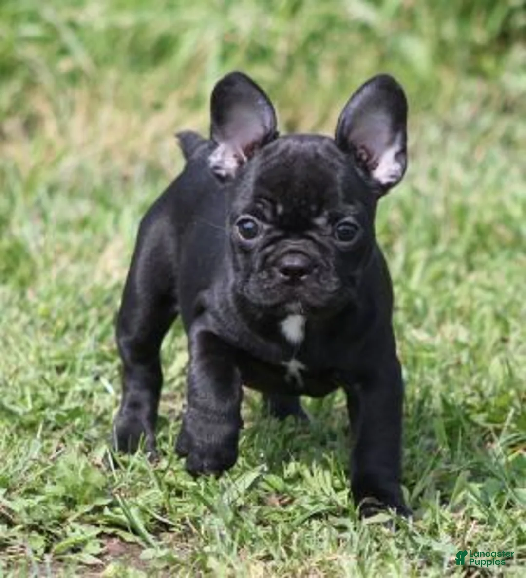 French Bulldog dogs for sale: IVY - FEMAL - Ad 1
