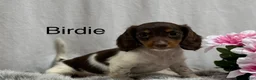 Miniature Dachshund dogs for sale: Birdie - Ad 1