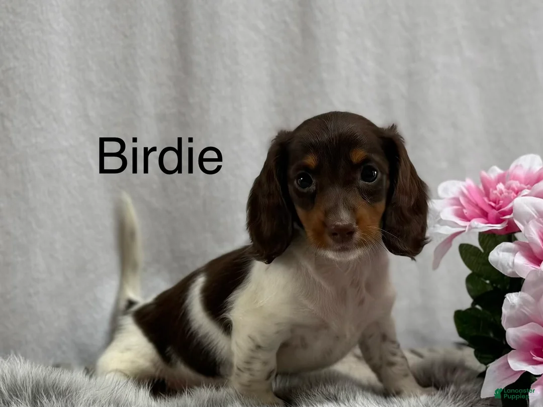 Miniature Dachshund dogs for sale: Birdie - Ad 1