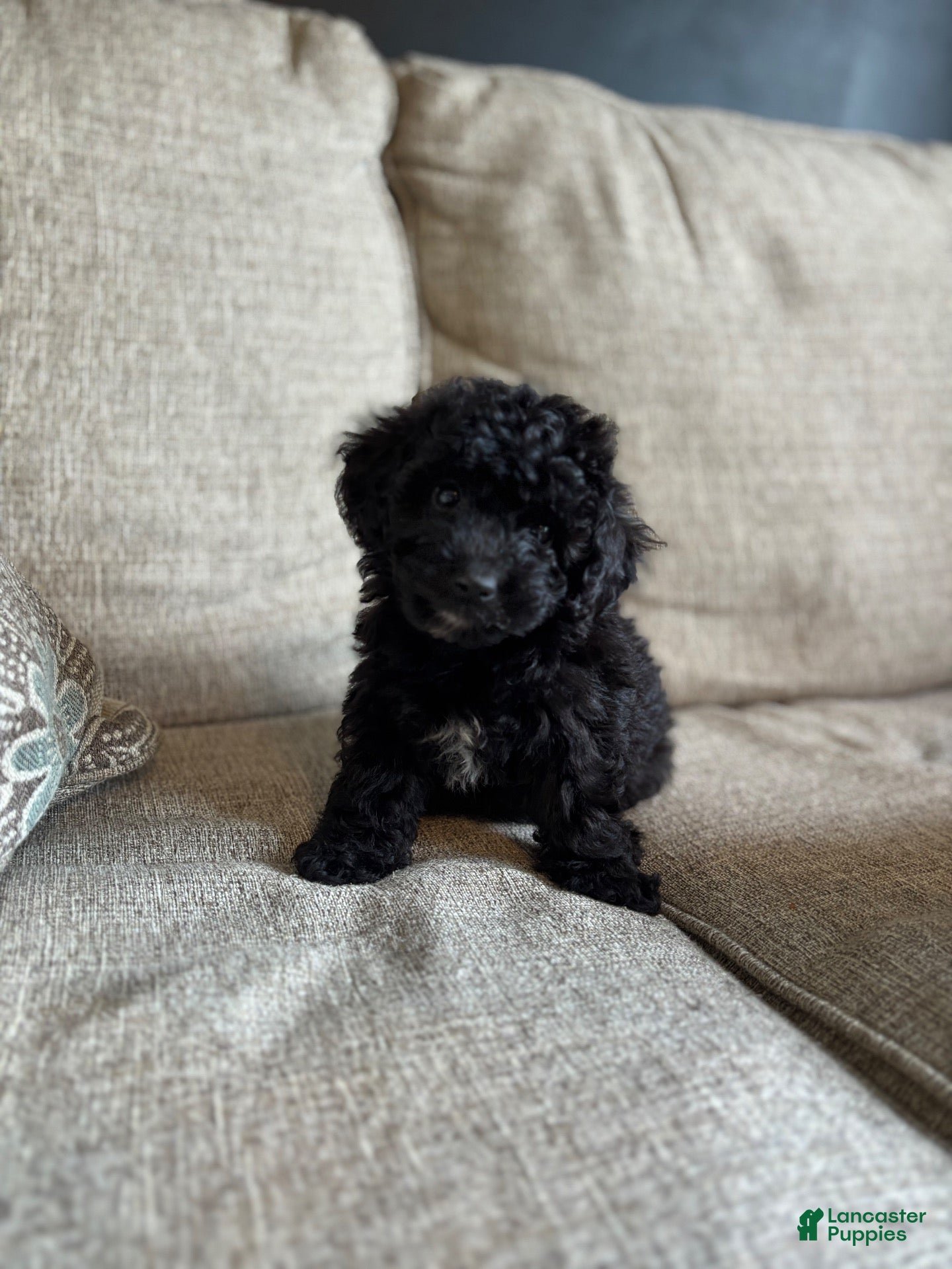 Maltipoo dogs for sale: Bear  - Ad 1