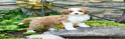 Mini Goldendoodle dogs for sale: Sandy - Ad 2