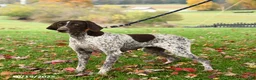 German Shorthaired Pointer dogs for sale: Cassie   - Ad 6