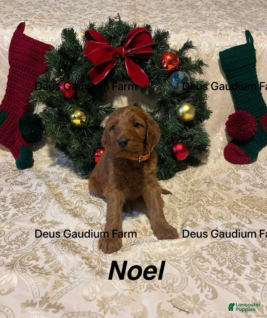 Irish Doodle dogs for sale: Noel - Ad 1