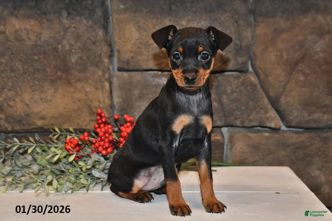 Miniature Pinscher dogs for sale: Archie - Ad 3