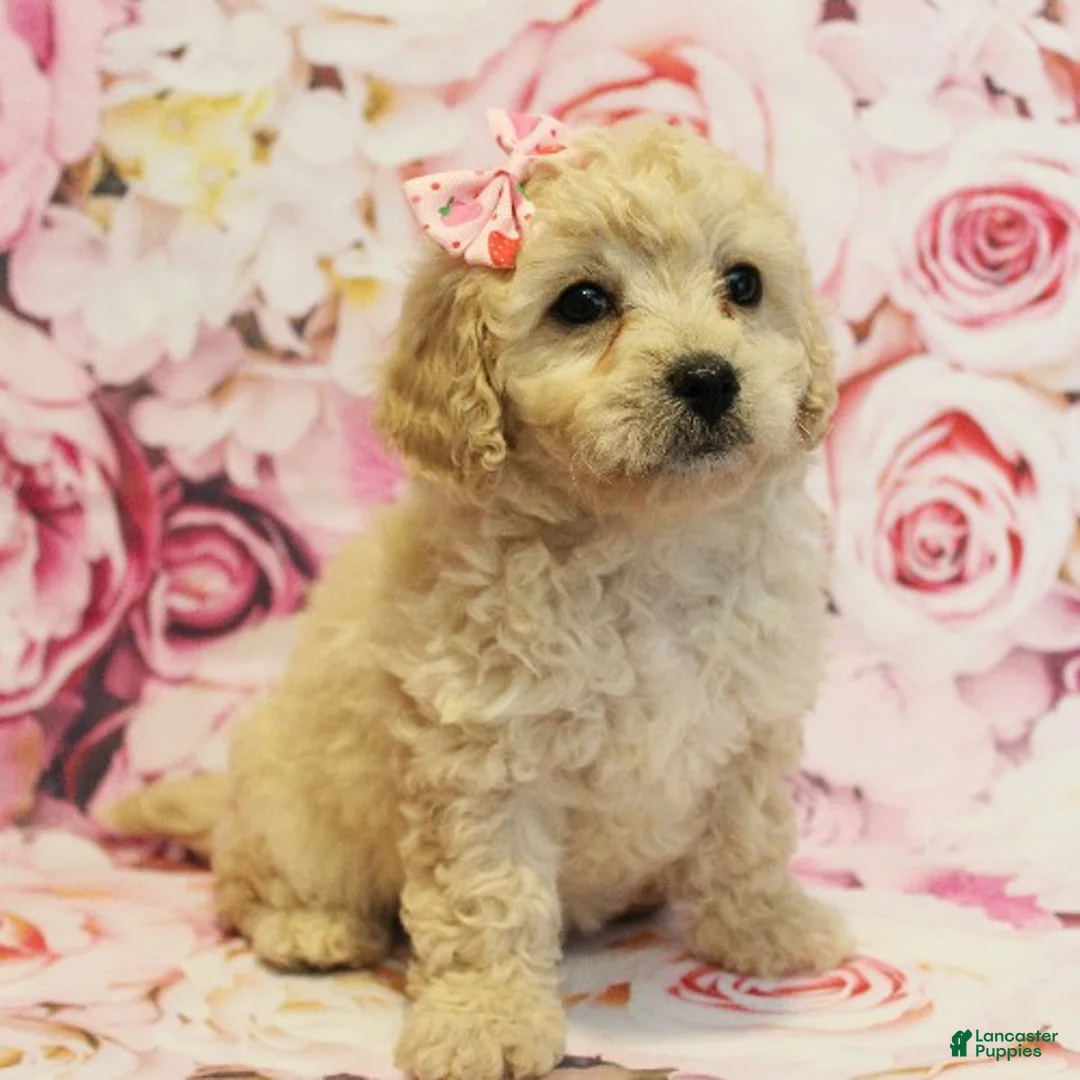 Cavapoo dogs for sale: Delilah - Ad 1