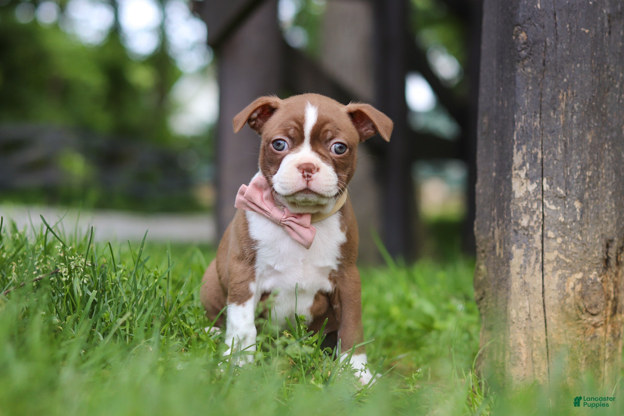 Boston Terrier dogs Ember - Ad 2