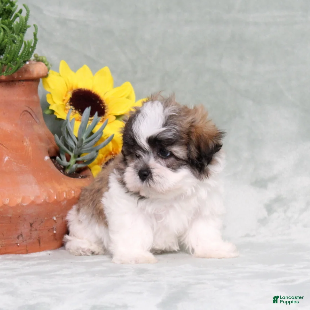 Teddy Bear dogs for sale: Uncle - Ad 4