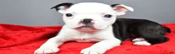 Boston Terrier dogs for sale: Trixie - Ad 3