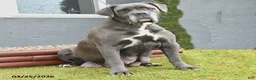 Cane Corso dogs for sale: Harmony - Ad 6