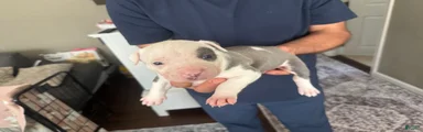 American Bully Puppy 7