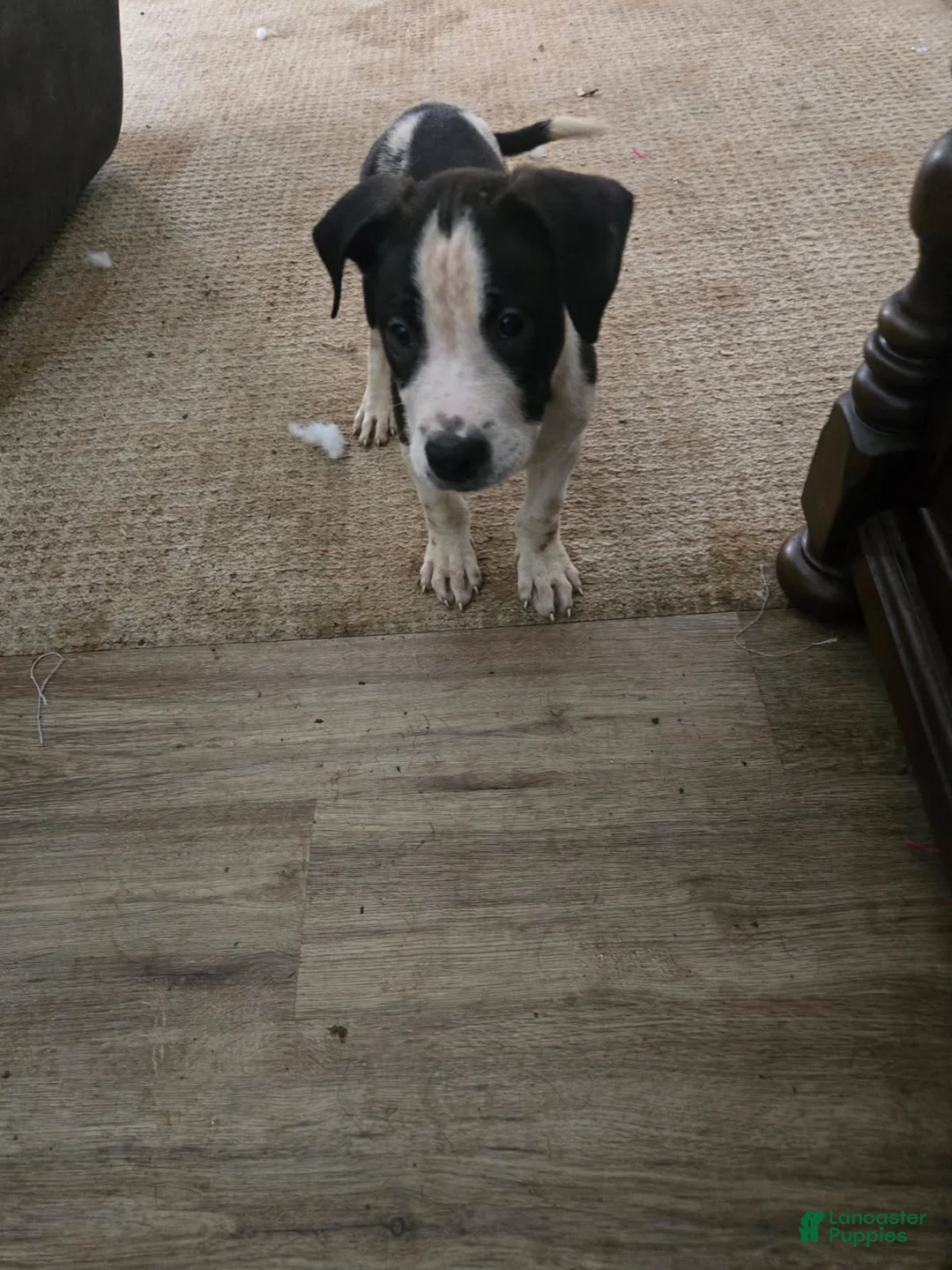 American Bully dogs for sale: Boy 1 - Ad 1