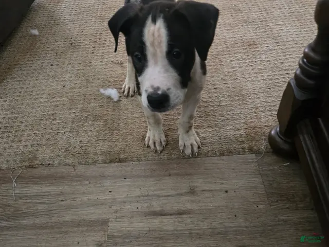 American Bully dogs for sale: Boy 1 - Ad 37