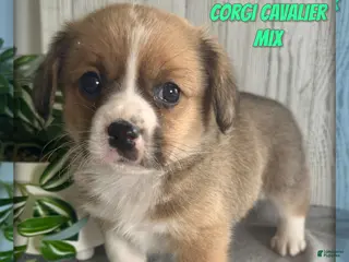 Mixed Breed dogs for sale: Pluto - Ad 4