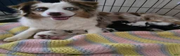 Miniature Australian Shepherd dogs for sale: Miniature Australian Shepherd Puppy 5 - Ad 9