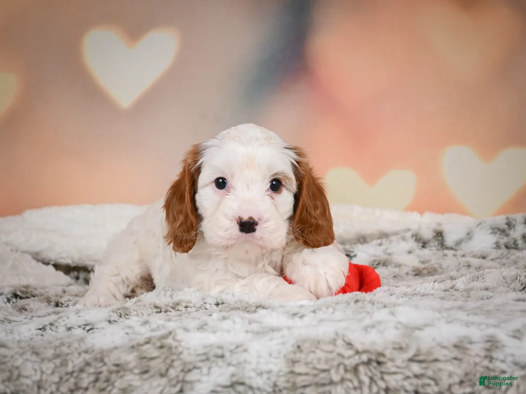 Cavapoo dogs for sale: CHARLIE - Ad 2