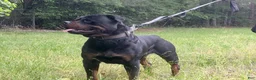 Rottweiler dogs for sale: Red collar boy - Ad 7