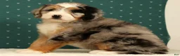 Mini Bernedoodle dogs for sale: Ollie - Ad 3