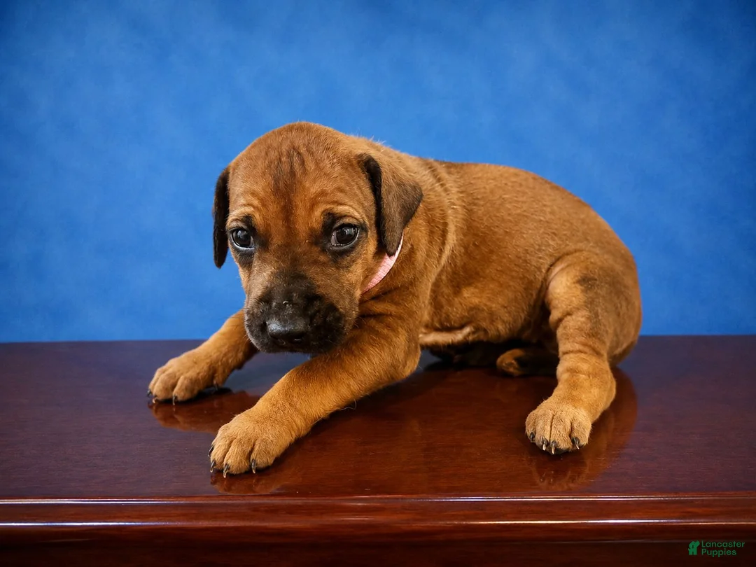 Rhodesian Ridgeback dogs for sale: Rhodesian Ridgeback Puppy 1 - Ad 2