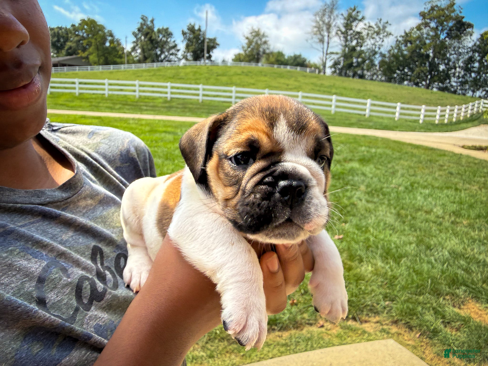 English Bulldog dogs Winston - Ad 1