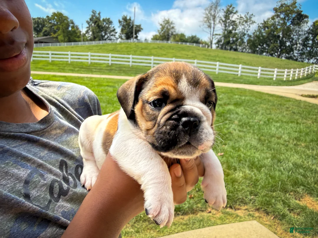 English Bulldog dogs for sale: Winston - Ad 1